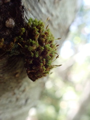 Ulota obtusiuscula