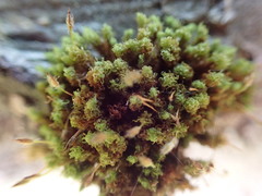 Ulota obtusiuscula