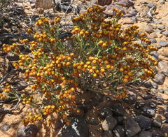 Helichrysum aureofolium
