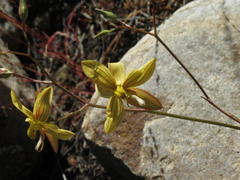 Cyanella lutea lutea