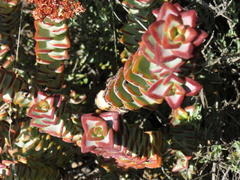 Crassula rupestris rupestris