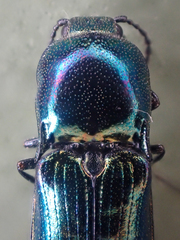 Nitidolimonius weidtii