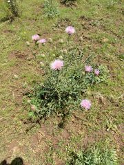 Cirsium wheeleri