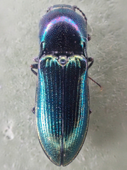 Nitidolimonius weidtii