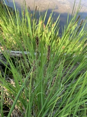 Carex kelloggii