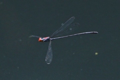 Neoneura aaroni