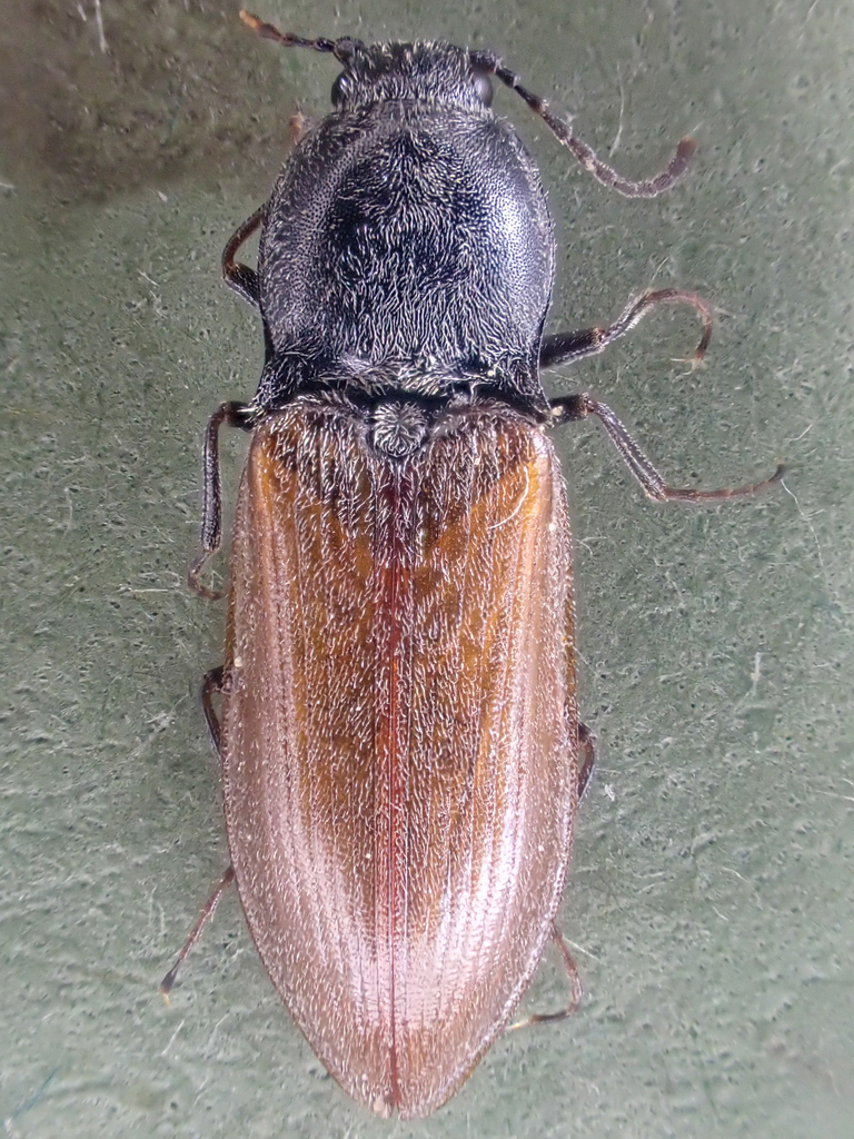 Pseudanostirus hoppingi
