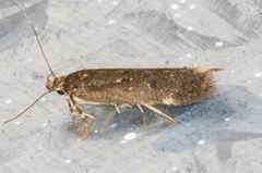 Chionodes lophosella