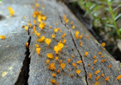 Heterotextus miltinus