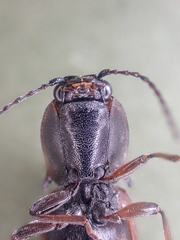 Acteniceromorphus volitans