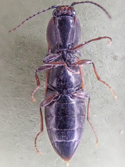 Acteniceromorphus volitans