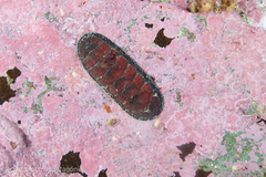 Chiton magnificus