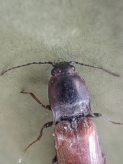 Acteniceromorphus volitans