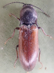 Acteniceromorphus volitans
