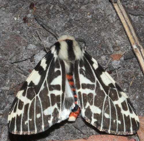 black-and-white tiger moth