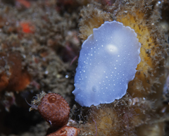 Aldisa albomarginata