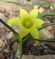 Romulea flava flava