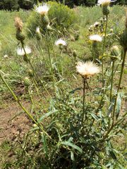 Cirsium wheeleri