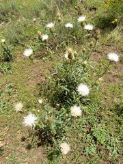 Cirsium wheeleri