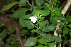 Justicia petiolaris bowiei