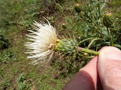 Cirsium wheeleri