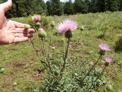 Cirsium wheeleri