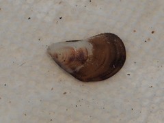 Brachidontes