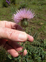 Cirsium wheeleri