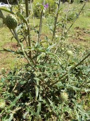 Cirsium wheeleri