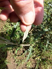 Cirsium wheeleri