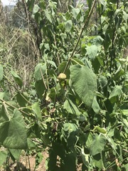 Montanoa tomentosa