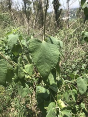 Montanoa tomentosa