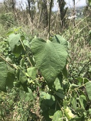 Montanoa tomentosa