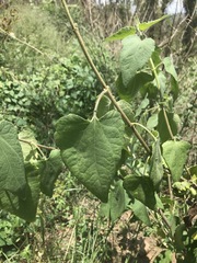 Montanoa tomentosa