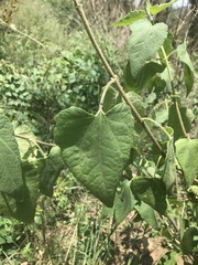 Montanoa tomentosa