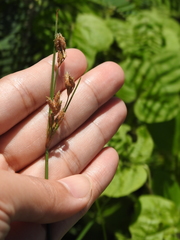 Fimbristylis sieboldii