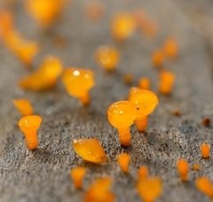Heterotextus miltinus