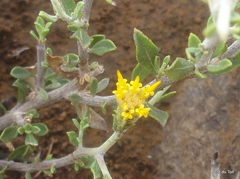 Pegolettia retrofracta