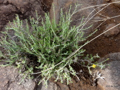 Pegolettia retrofracta