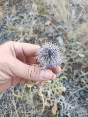 Echinops ritro