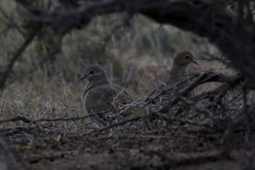 Mourning Dove photographed in Wyoming