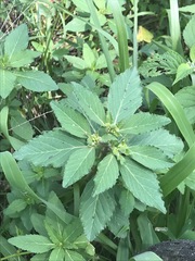 Euphorbia cuphosperma
