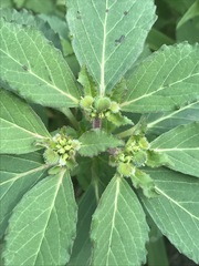 Euphorbia cuphosperma