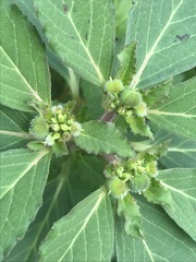 Euphorbia cuphosperma