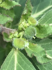 Euphorbia cuphosperma