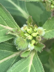 Euphorbia cuphosperma