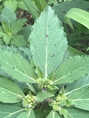 Euphorbia cuphosperma