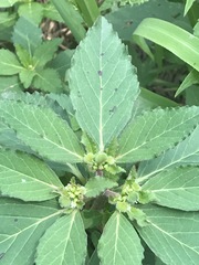 Euphorbia cuphosperma