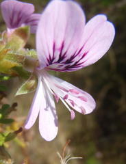 Pelargonium radens