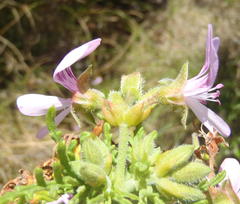 Pelargonium radens